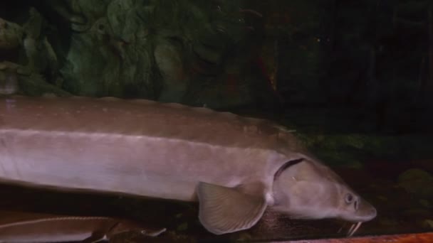 어두운 곳에 있는 수족관에 있는 철갑상어 — 비디오