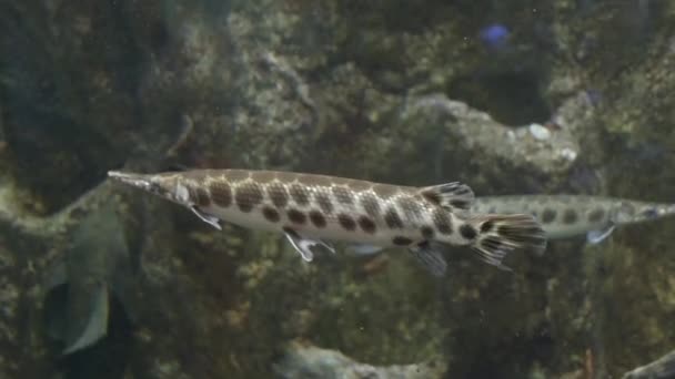Carapace snoek in het aquarium close-up — Stockvideo
