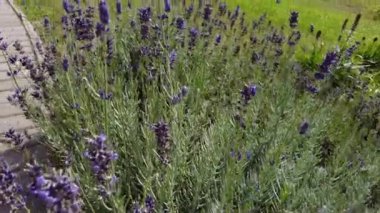 Sıcak bir yaz gününde lavanta çalısına yakın çekim