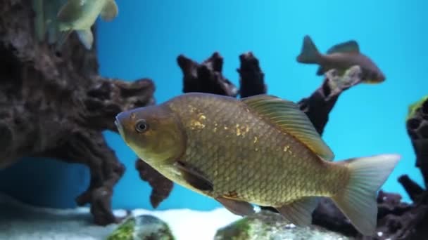 Carpa cruciana en el acuario. Primer plano de los peces de agua dulce en un acuario — Vídeo de stock