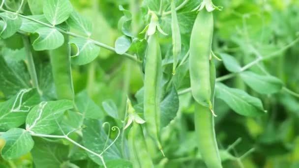 Spicy green peas close up on blurred green background — Stock Video