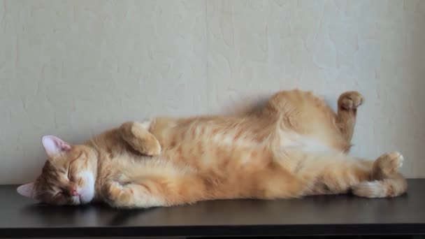 Ενηλίκων γάτα τζίντζερ κοιμάται ανάποδα στο τραπέζι — Αρχείο Βίντεο
