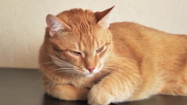 Ενηλίκων ginger cat close-up αργή mo — Αρχείο Βίντεο