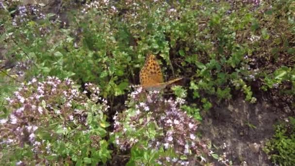 Schmetterling bestäubt Blüten aus nächster Nähe — Stockvideo