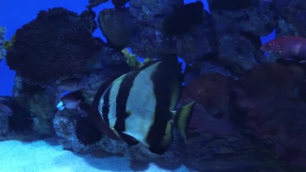 Gestreepte maanvissen in het aquarium — Stockvideo