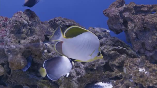 Peces de mar de colores por el coral — Vídeo de stock