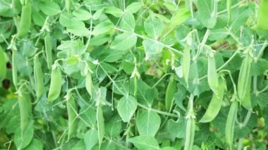 Baharatlı yeşil bezelyeler, bulanık yeşil arka planda yakın plan