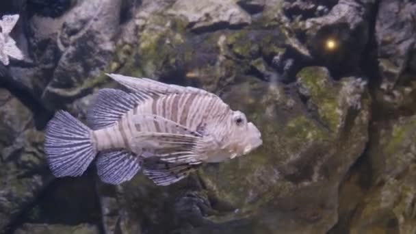 Leeuwenvis close-up in het aquarium — Stockvideo