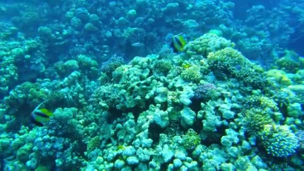 Barriera corallina. Mare Rosso. Vista della barriera corallina dall'alto — Video Stock