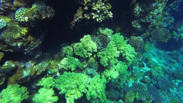 Recifes de Coral. Mar Vermelho. Vista do recife de cima — Vídeo de Stock