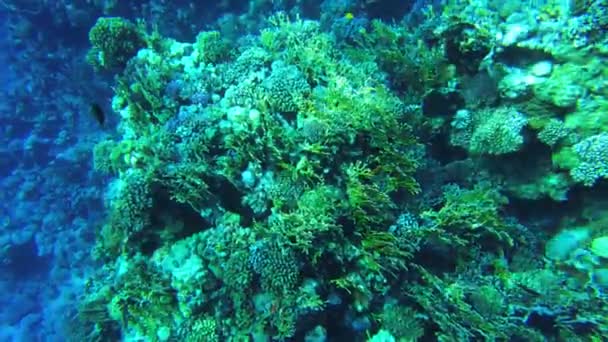 Mercan kayalıkları. Kızıl deniz. Yukarıdan resifin görüntüsü — Stok video
