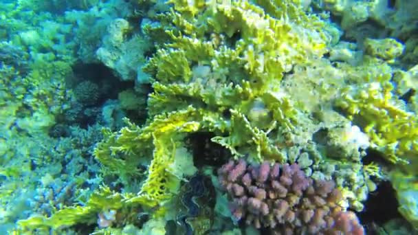サンゴ礁。紅海だ。上からのサンゴ礁の眺め — ストック動画