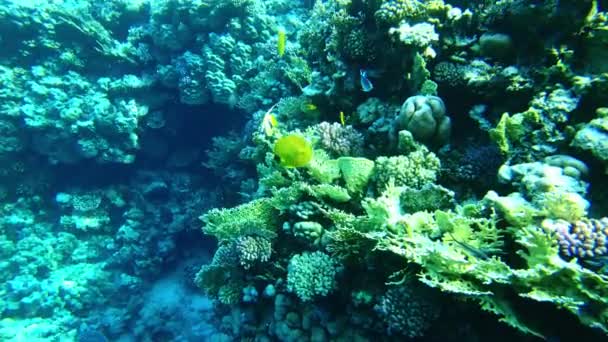 Peixe borboleta exótico no mar vermelho. peixes tropicais. recifes — Vídeo de Stock