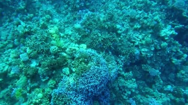 산호초입니다. 홍해. 위에서 바라본 산호초의 모습 — 비디오