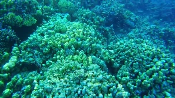 Кораловий риф. Червоне море. Вид на риф згори. — стокове відео
