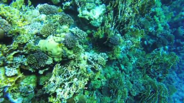 Peixe borboleta exótico no mar vermelho. peixes tropicais. recifes — Vídeo de Stock