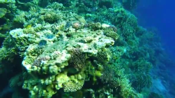 Abudefduf vaigiensis. Peces rayados en el mar rojo. primer plano del arrecife — Vídeo de stock