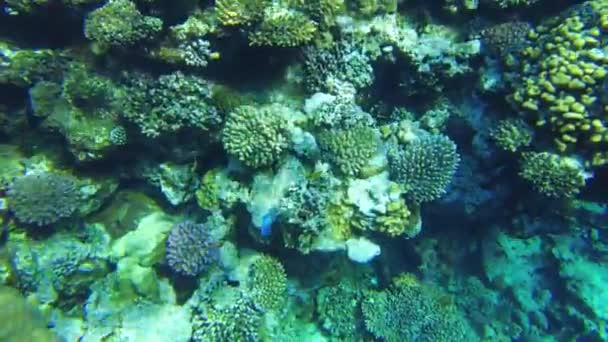 鹦鹉鱼在珊瑚礁中游泳.在珊瑚礁上觅食的鹦鹉鱼 — 图库视频影像