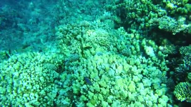 Arrecife de coral. Mar Rojo. Vista del arrecife desde arriba — Vídeos de Stock