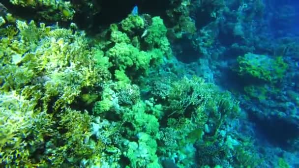 珊瑚礁。红海。从上方俯瞰珊瑚礁 — 图库视频影像