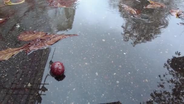 Gotas de lluvia caen en un charco de hojas caídas en otoño — Vídeos de Stock