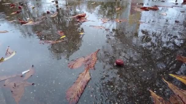 Gli stivali rossi sono grandi passi nella pozzanghera. primo piano di slow mo. pozzanghere d'autunno — Video Stock