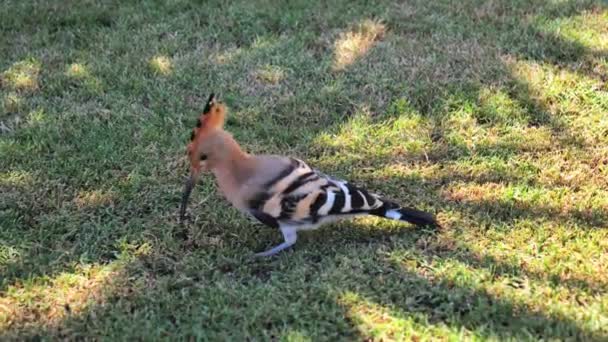 Hoopoe di rumput close-up mencari serangga — Stok Video