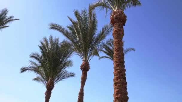 Вид на пальми на блакитне небо — стокове відео