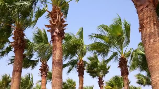 View of palm trees against the blue sky — Stock Video