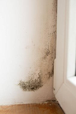 Pencerenin iç tarafındaki duvarda siyah küf büyüyor. Ev tipi nem, sağlık riski, kötü havalandırma, ev sorunu konsepti. Yüksek kalite fotoğraf