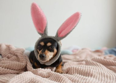 Evde yumuşak bir battaniyeye uzanmış tavşan kulağı takan küçük bir köpek. Sevimli hayvan portresi, neşeli ruh hali, rahat iç mekan, pastel renkler, Paskalya ya ya da komik kostüm konsepti. Yüksek kalite fotoğraf