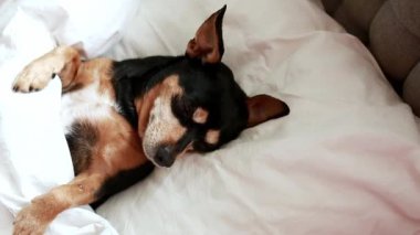 Beyaz yatakta uyuyan köpek manzarası. Huzurlu ev zamanı, evcil hayvan konforu ve rahatlama konsepti.