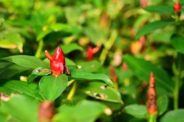 Songkhla kafa veya Tayland zencefil Costus speciosus