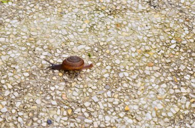 salyangoz çakıl arka plan üzerinde