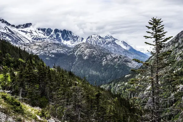 Montañas cubiertas de nieve y árboles siempreverdes —  Fotos de Stock