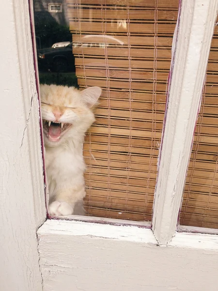 Cat caterwauling out of window — Stock Photo, Image