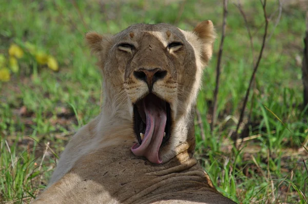 Löwe im seltenen Wildgehege — Stockfoto