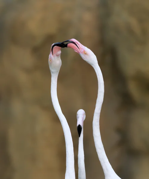 Mooie wilde flamingo 's — Stockfoto