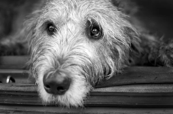 Cute Irish Wolfhound Dog — Stock Photo, Image