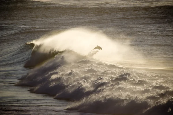 イルカの海の波から飛び降り — ストック写真