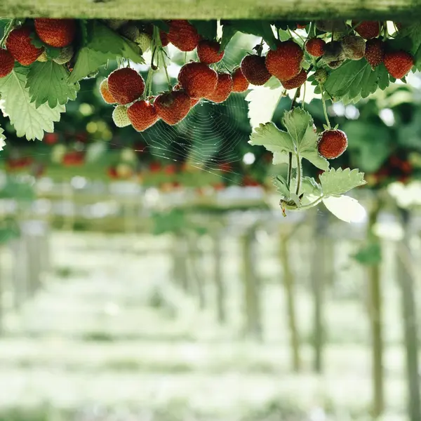 Strawberries hanging on bush — Stock Photo, Image