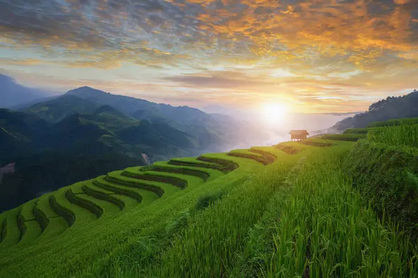 Campos Arroz Terrazas Atardecer Cang Chai Vietnam —  Fotos de Stock