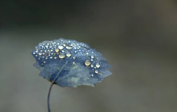 Close Van Dauw Een Blauw Herfstblad Bulgarije — Stockfoto