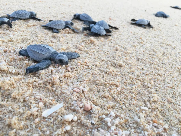 Plajdaki Bebek Deniz Kaplumbağaları Baja California Meksika — Stok fotoğraf