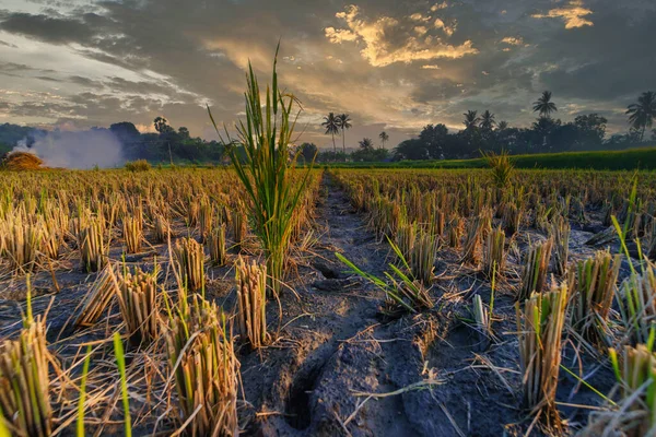 Plantes Riz Dans Une Rizière Après Récolte Sumbawa West Nusa — Photo