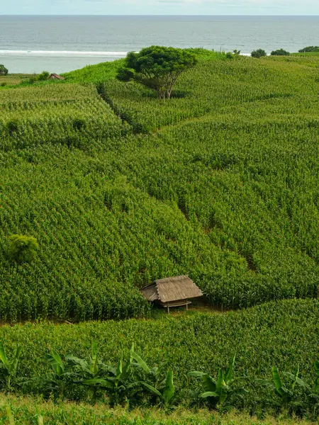 Corn Fields Growing Hills Mandalika Lombok Indonesia — Stock Photo, Image