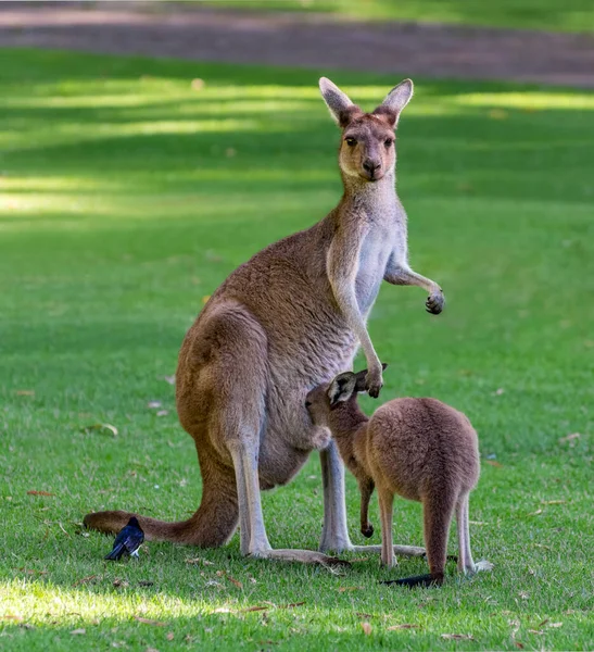 Oiseau Assis Côté Une Mère Kangourou Gris Occidental Avec Son — Photo