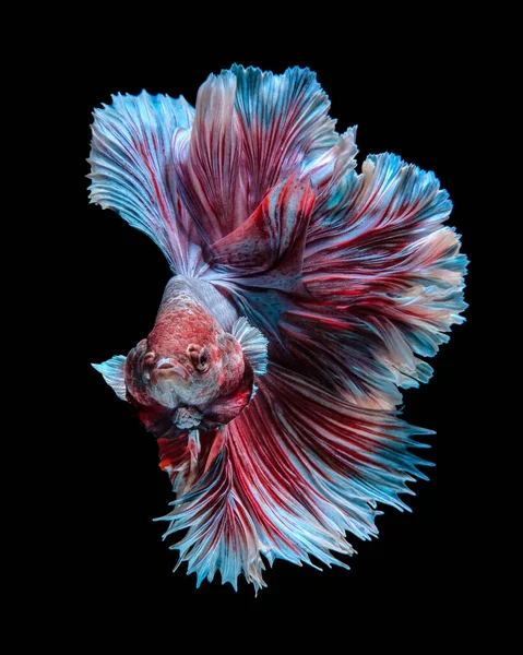 Retrato Pez Betta Rojo Azul Sobre Fondo Negro — Foto de Stock