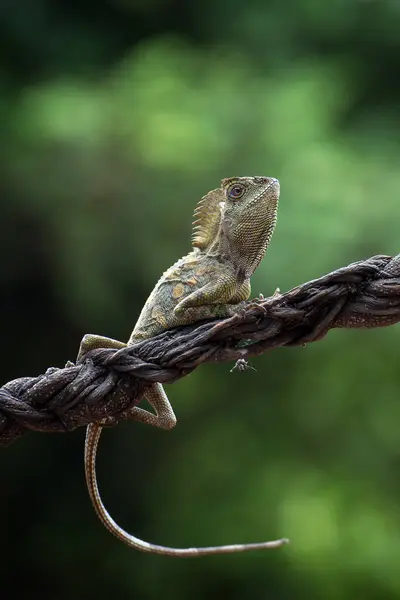 Lagarto Dragão Florestal Ramo Indonésia — Fotografia de Stock