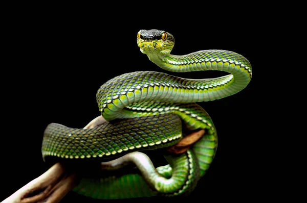 Portrait Serpent Vipère Vert Sur Une Branche Sumatra Indonésie — Photo